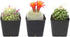 Cactus Plants (Mix of 3), Mammillaria Cactus Plants Live in Cactus Soil, Opuntia Cactus Live Plants, Cacti Plants Live, Cactus D©cor Succulents, Cacti D©cor Drought Tolerant Plants by Plants for Pets
