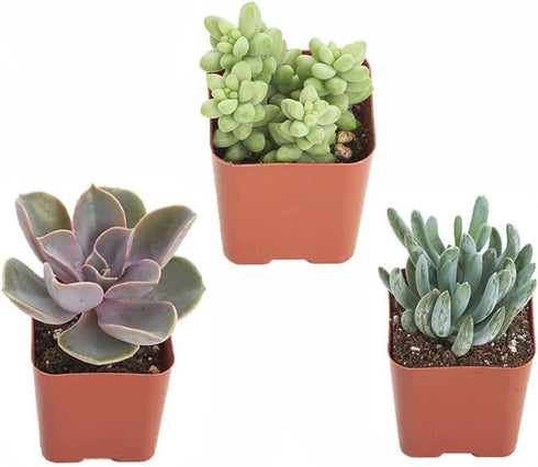 Shop Succulents | Unique Collection | Assortment of Hand Selected, Fully Rooted Live Indoor Succulent Plants, 3-Pack