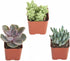 Shop Succulents | Unique Collection | Assortment of Hand Selected, Fully Rooted Live Indoor Succulent Plants, 3-Pack