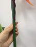 Large Bird of Paradise 32 Inch Permanent Flower ,Flower Stem 0.5 Inch ,UV Resistant No Fade Flower Part is Made of Soft Rubber PU,Artificial Flower Plants for Home Office 2 Pcs (Orange red)