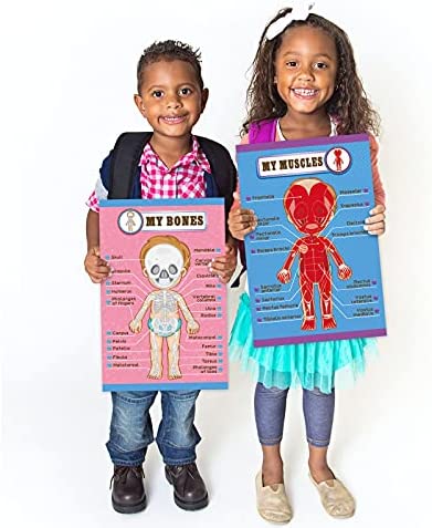 Human Body Educational Learning Posters Body Parts Learning Wall Chart for Kids Cartoon Anatomy Chart Educational Poster Preschool Kindergarten Teaching Supplies, Classroom Decoration, 17 x 11 Inch