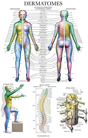 Palace Learning Dermatomes & Nervous System Anatomical Chart - Dermatomes Anatomy Poster