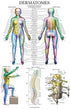 Palace Learning Dermatomes & Nervous System Anatomical Chart - Dermatomes Anatomy Poster