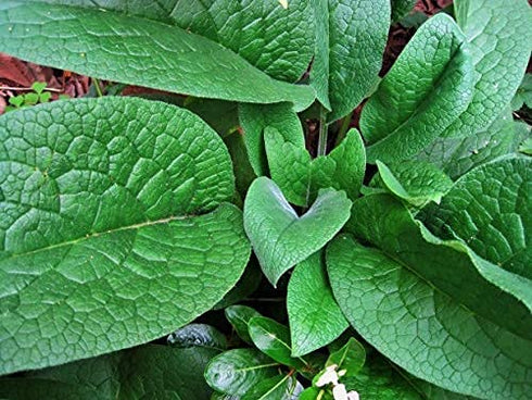 Earth Elements Organics 100% Organic Comfrey Medicinal Herbal Oil, Raw, Non-GMO – Wound Healing, Skin-Cell Regeneration, Scar Reduction, Anti-Inflammatory. Excellent carrier oil.