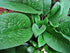 Earth Elements Organics 100% Organic Comfrey Medicinal Herbal Oil, Raw, Non-GMO – Wound Healing, Skin-Cell Regeneration, Scar Reduction, Anti-Inflammatory. Excellent carrier oil.