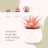 VIVERIE Faux Succulents in White Ceramic Pots (Set of 4) - Mini Life-Like Artificial Succulent Plants for Office Desk, Home Shelves, and Other Decoration Spaces