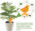 36 Pack Fruit Fly Gnat Traps for Indoor Outdoor Plants, Orange Fungus Gnats Killer for indoors Houseplants, Flying Insect Mosquitoes Catcher