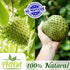 Soursop Tea 30 Bags | Soursop Leaves | Asian Herbal Life Tea From Guanabana Leaves | Graviola Soursop Fruit Tea Supply From Thailand
