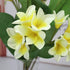 LIUCOGXI 37 inch Artificial Plumeria Frangipani Flower Bouquet with Long Stem for Home Party Bridal Wedding Bouquet Floor Flower Decoration