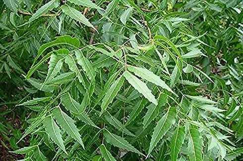 Wild Neem Leaf Tea 60-Teabags