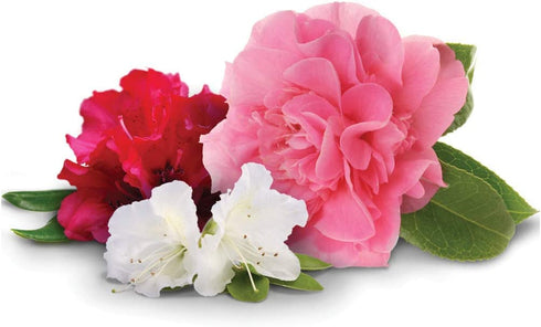 Jobes Organics 9826 Fertilizer, 4 lb