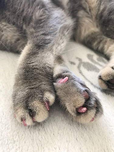 YMCCOOL 100pcs Cat Nail Caps/Tips Pet Cat Kitty Soft Claws Covers Control Paws of 10 Nails Caps and 5Pcs Adhesive Glue 5 Applicator with Instruction