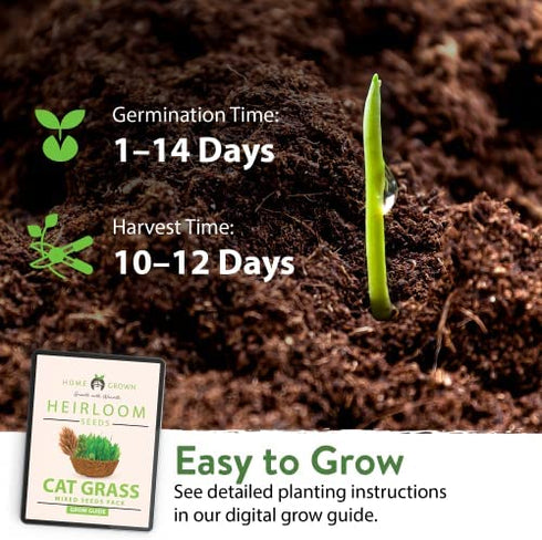 Cat Grass Seeds - Grow Cat Grass for Indoor Cats - Cat Grass Seeds Bulk - Refill Cat Growing Grass Kit - Heirloom Cat Grass Seed (Cat Grass - 3pack)