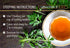 Buddha Teas Organic Wormwood Tea - OU Kosher, USDA Organic, CCOF Organic, 18 Bleach-Free Tea Bag