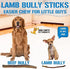 Dog Chits Lamb Pizzle (Lamb Bully Sticks) for Dogs and Puppies | 8-12-inch | All Natural Treats | Tasty Chew for Large and Small Dogs | Grass Fed Lamb | Low Odor | 8 oz (12 Pieces+)