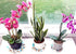 ILUVUMOREI 2 Pack of 10 inch Clear Round Plant Saucer, Thicker Plastic Tray for Indoor, Durable Flower Pot Planter Saucers with Multiple Support Footing Designed for Improved Airflow. (10" - 2 Pack)
