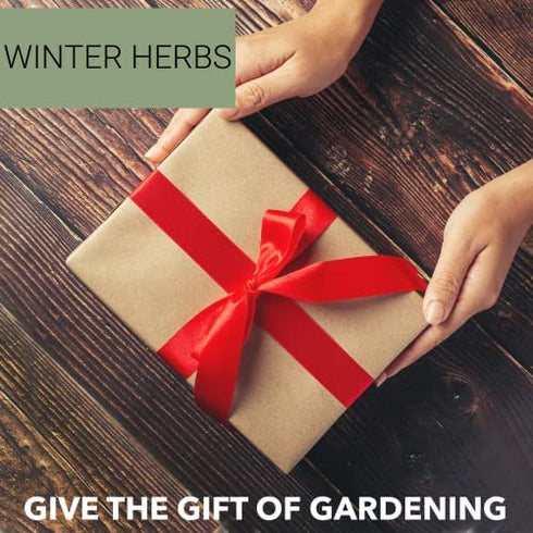 Winter Indoor Garden Kit - Herb Garden Seed Starter Kit for Gardening Indoors | Plant Grow Kit with Sage Rosemary Seeds and Hot Pepper Seeds for Planting | Growing Fresh Kitchen Herbs - By Mr Sprout