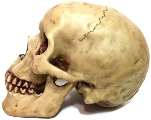 Grinning Highly Realistic Replica Human Skull Statue Home D©cor 6.5x4.25x4.6"