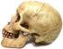 Grinning Highly Realistic Replica Human Skull Statue Home D©cor 6.5x4.25x4.6"