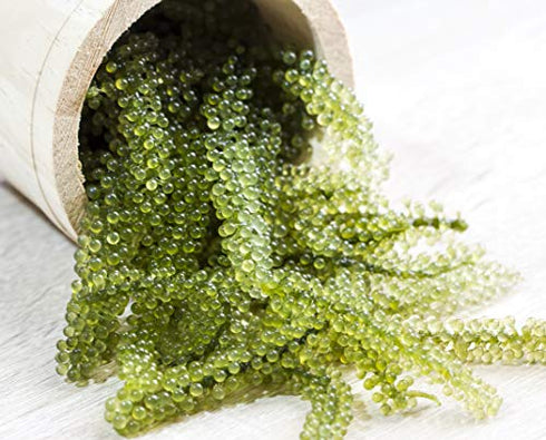 Umibudo Sea Grapes - Delicious Green Caviar Seaweed - Dehydrated Seagrapes in Brine, Net weight: 1.76oz/50g - makes 1/2 pound once soaked