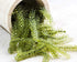Umibudo Sea Grapes - Delicious Green Caviar Seaweed - Dehydrated Seagrapes in Brine, Net weight: 1.76oz/50g - makes 1/2 pound once soaked