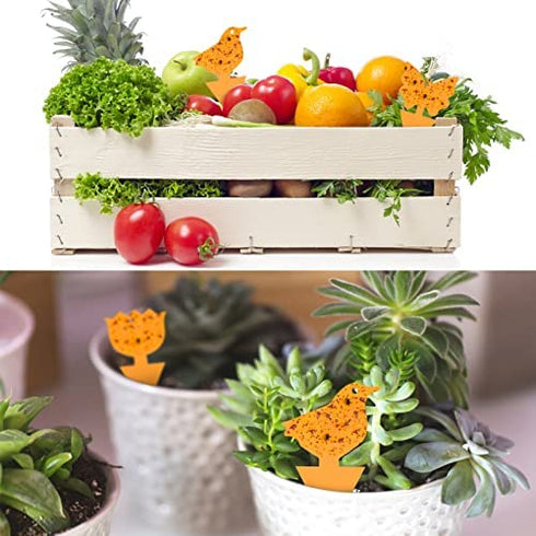 36 Pack Fruit Fly Gnat Traps for Indoor Outdoor Plants, Orange Fungus Gnats Killer for indoors Houseplants, Flying Insect Mosquitoes Catcher