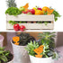 36 Pack Fruit Fly Gnat Traps for Indoor Outdoor Plants, Orange Fungus Gnats Killer for indoors Houseplants, Flying Insect Mosquitoes Catcher