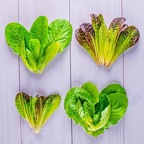 AeroGarden Mixed Romaine Lettuce Seed Pod Kit (9-pod)