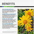 Arnica Capsules - Arnica Pills for Bruising and Swelling - Arnica Supplements for Arthritis, Joint & Back Pain, & Natural Pain Relief Arnica Homeopathic Arnica Montana - Non-GMO 100 Caps
