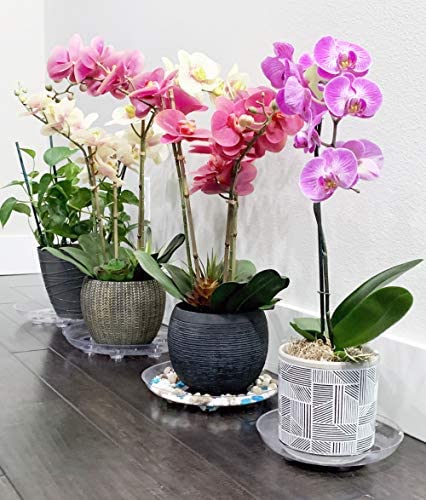 ILUVUMOREI 2 Pack of 10 inch Clear Round Plant Saucer, Thicker Plastic Tray for Indoor, Durable Flower Pot Planter Saucers with Multiple Support Footing Designed for Improved Airflow. (10" - 2 Pack)