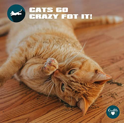 Our Pets Premium Catnip - 1.25 oz Jar of High Potency Catnip - 100% North American Grown