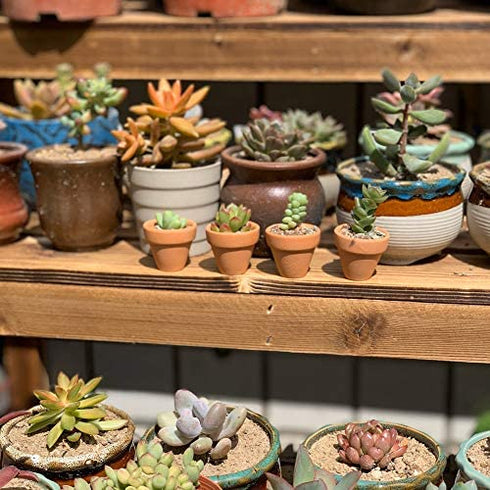 Yishang Mini Terracotta Pots with Drainage Holes - 1.2 inches Succulent Cactus Nursery Planter,Tiny Clay Nursery Pots for Indoor/Outdoor Mini Plant, DIY Crafts, Wedding Favors(18 Pack)