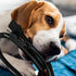 Cacovedo 30 ft Dog Cat Cord Protector Electric Wires Covers Wire Loom Tubing Protect Wires from Rabbits, Cats and Other Pets