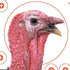 EZ Aim™ Paper Shooting Target Turkey Target by Allen®, 12 inch x 12 inch, 6 Pack, Multicolor, One Size (15322)