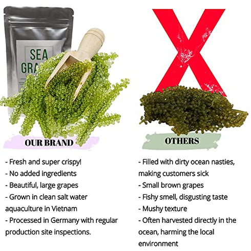 Umibudo Sea Grapes - Delicious Green Caviar Seaweed - Dehydrated Seagrapes in Brine, Net weight: 1.76oz/50g - makes 1/2 pound once soaked
