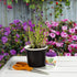 Garden Safe TakeRoot Rooting Hormone 2 oz, Helps New Plants grow from Cuttings