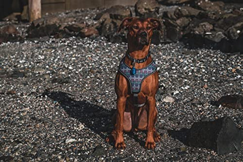 Light for Dog Collar, Waterproof Light, Motion Activated Light