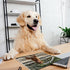 2023 Wall Calendar - Dog Pooping Calendar 2023-2024 from January 2023 - June 2024, Funny Dog Calendar Gag Gifts,11" x 17" (Open), 11" x 8.5"(Closed), Perfect 2023-2023 Calendar for White Elephant Gifts Funny