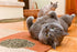 Purple Haze Catnip, Premium Blend Safe for Cats, Infused with Maximum Potency Your Kitty is Sure to Go Crazy for (1 Cup)