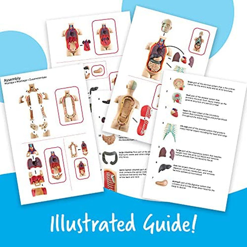 Learning Resources Human Body Model, Science Classroom Demonstration Tools, Realistic Human Anatomy Display, 31 Pieces, Grades 3+, Ages 8+