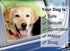 BWOGUE 2 Packs Dog Cat Safety Seat Belt Strap Car Headrest Restraint Adjustable Nylon Fabric Dog Restraints Vehicle Seatbelts Harness