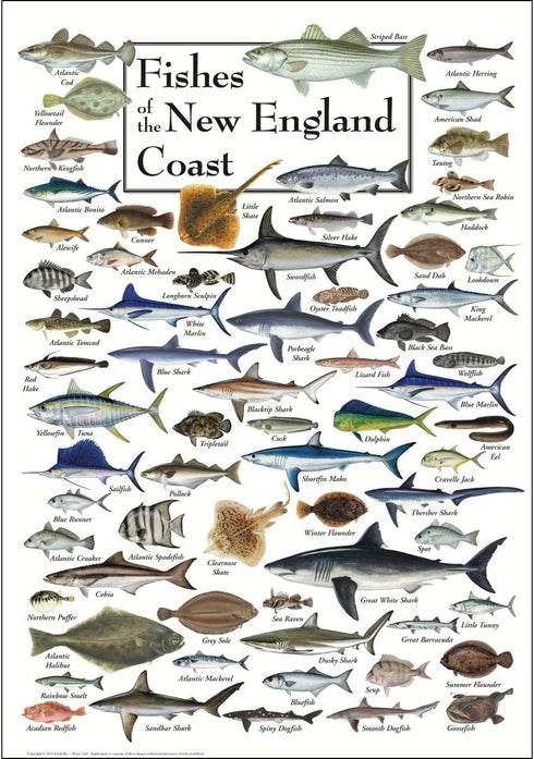 Earth Sky + Water - Fishes of the New England Coast - Poster