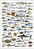 Earth Sky + Water - Fishes of the New England Coast - Poster