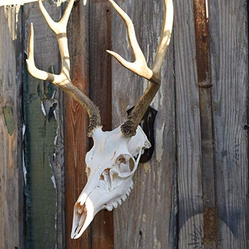 European Mount Skull Hanger - Display Your Deer Skull Mount with Pride, Uniquely Designed European Deer Mount Bracket, We Created Our Skull Hooks to be Noticed, Feature Your Deer Skull