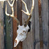 European Mount Skull Hanger - Display Your Deer Skull Mount with Pride, Uniquely Designed European Deer Mount Bracket, We Created Our Skull Hooks to be Noticed, Feature Your Deer Skull