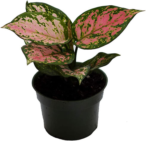 American Plant Exchange Aglaonema Chinese Evergreen Hot Pink Valentine Wishes Live Plant, 4" Pot, Indoor/Outdoor Air Purifier