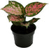 American Plant Exchange Aglaonema Chinese Evergreen Hot Pink Valentine Wishes Live Plant, 4" Pot, Indoor/Outdoor Air Purifier