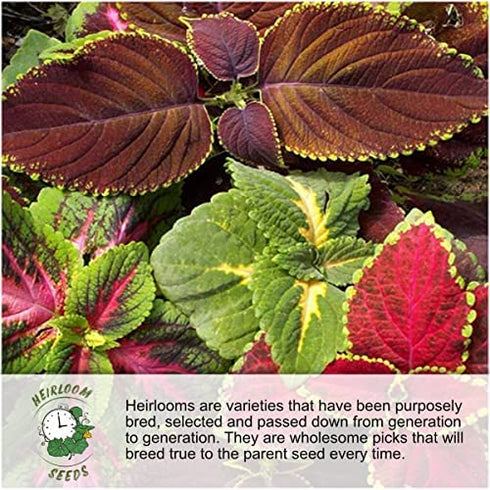 Seed Needs, Dragon's Blood Sedum Seeds for Planting (Sedum coccineum) Twin Pack of 1,000 Seeds Each - Heirloom & Open Pollinated - Great Groundcover for Rock Gardens