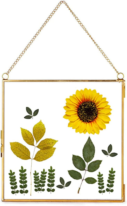 Daisylily 8x8 Inch Brass Hanging Photo Frame, Copper Glass Picture Frames Clip Modern Wall Decor Plant Specimen Artwork Ornament Display Gold Square