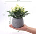 Zuvas Fake Plants Small Eucalyptus Faux Plants in Pots, 2 Pack Mini Potted Artificial Plants, Yellowish Fake Flowers and Greenery Fake Leaves for Office, Home, Desk, Table, Shelf Decor - 5.9? x 7.9?
